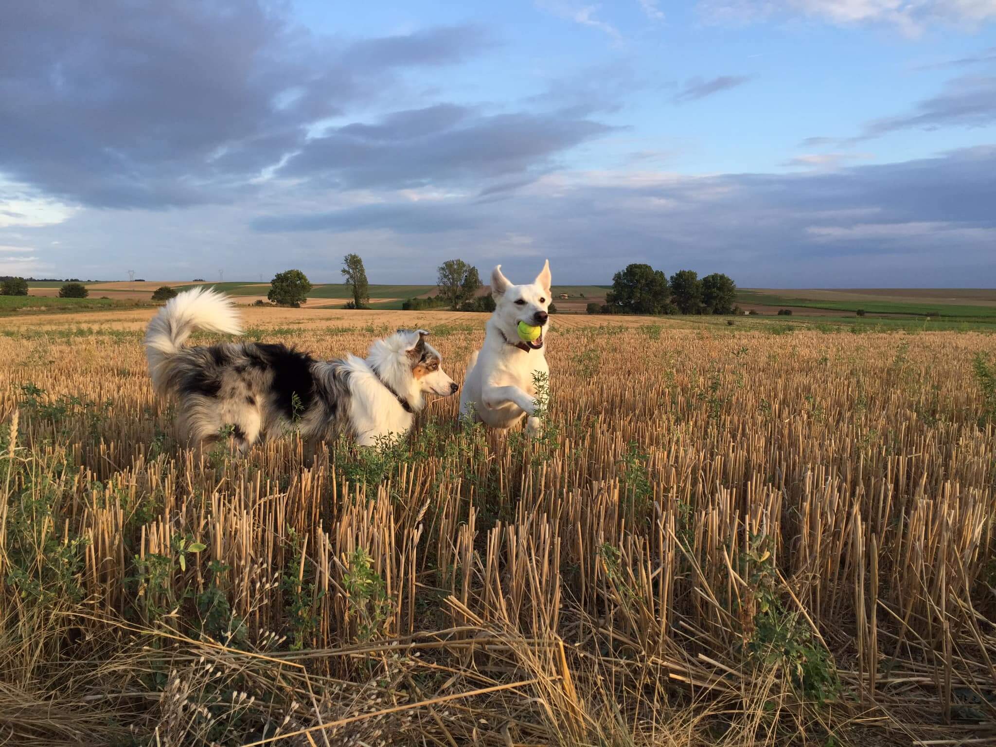 chiens qui courent dans les herbes hautes