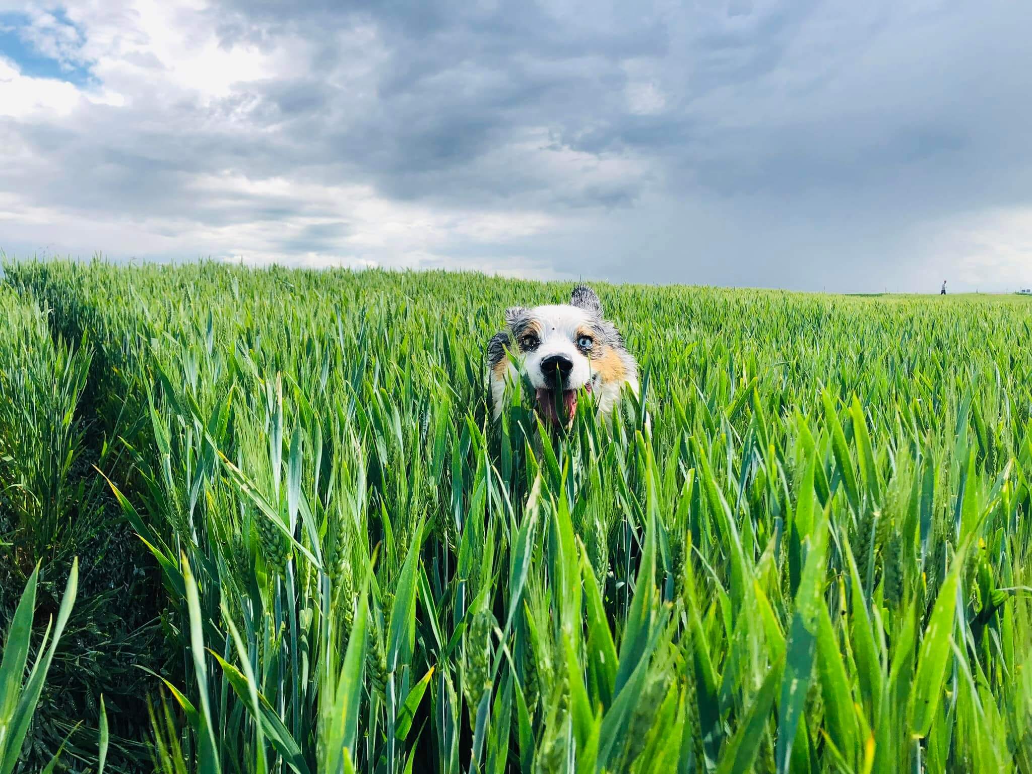 chien qui court dans les hautes herbes